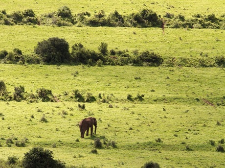 Eenzame olifant in Addo