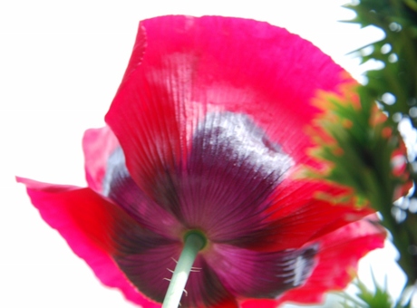 Papaver