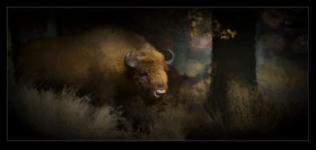 Bison