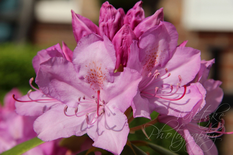 rhododendron