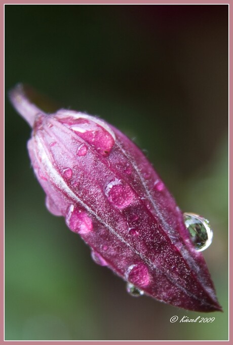 Clematis