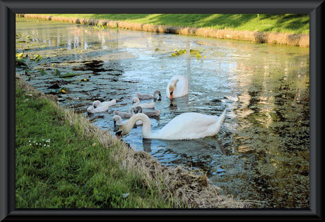 Zwanen familie