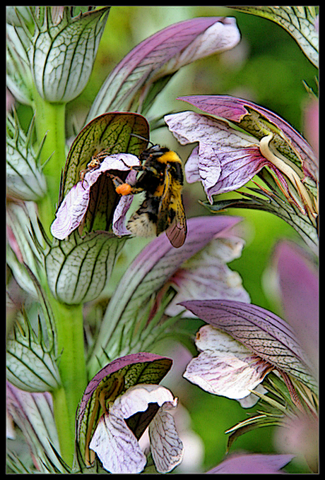 acanthus met bezoek...