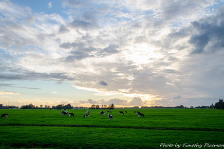 Polder alblasserwaard