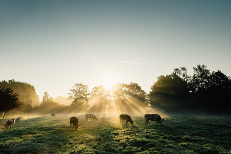 Sun Streaming in Foggy Field