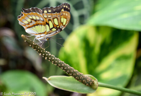 Siproeta Stelenes ( Malachietvlinder )