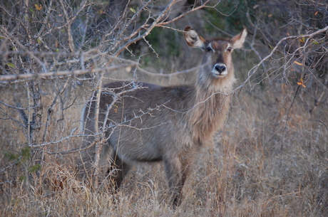 Bushbuck Kruger Park