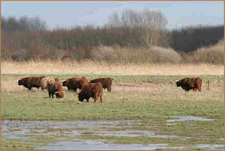 Grazers in het Lauwersmeergebied