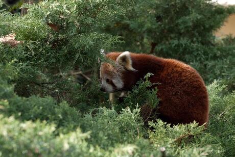 Kleine Panda (Rode Panda) Dierentuin Blijdorp