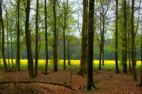 bos met paardenbloem veld erachter