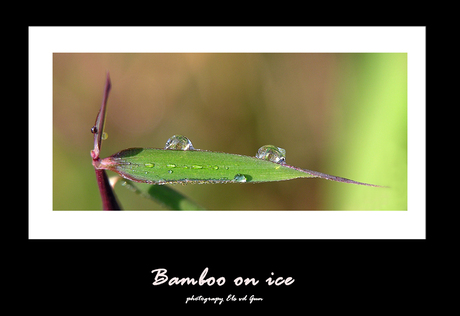 bamboo on ice