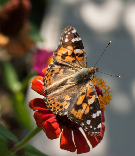 vlinder croatië