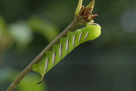 groene rups