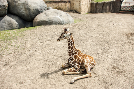 dagje dierentuin 1