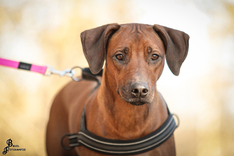 Rhodesian Ridgeback