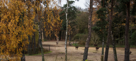 herfst in de dierentuin