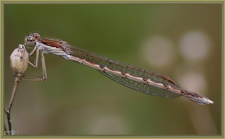 Sympecma fusca bruine winterjuffer