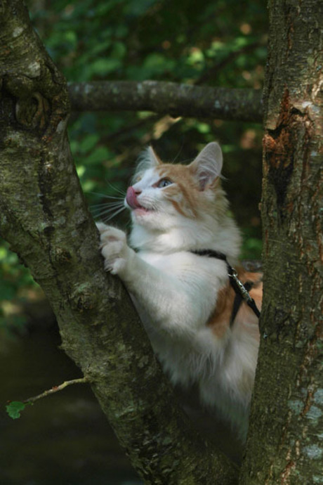 De kat uit de boom kijken
