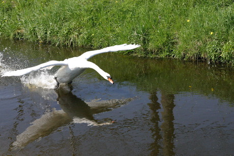 Attackin' Swan