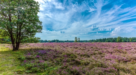 Slabroekse heide Uden