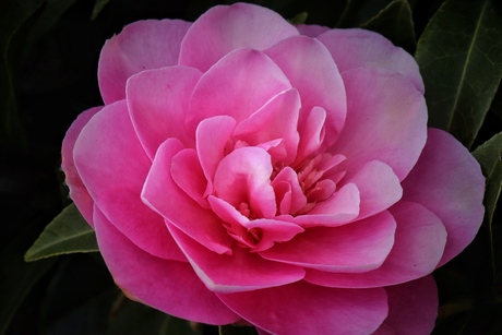 Bloem van de camellia japonica