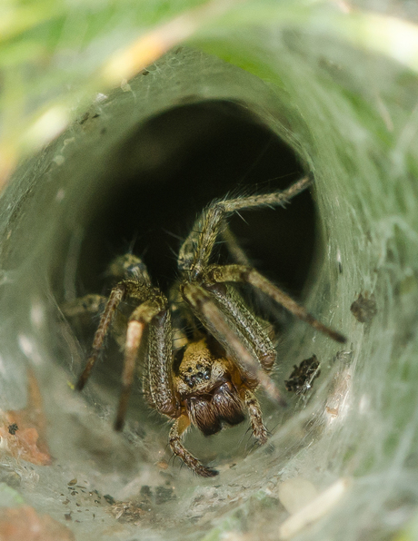 Met 8 ogen op wacht; trechterspin