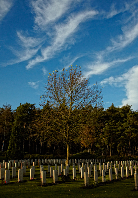 Fallen leaves