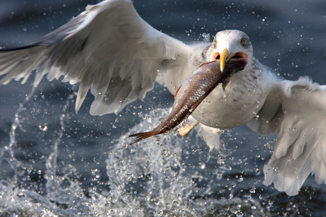 Zilvermeeuw - Larus argentatus