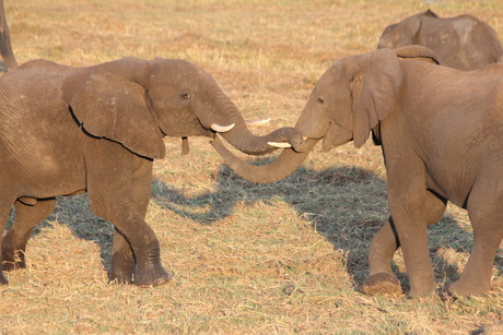 olifanten slurf knuffel