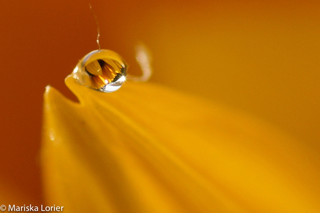 Zonnebloem met druppel