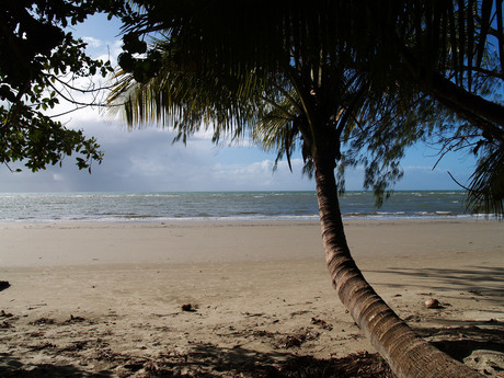 Cape Tribulation Rainforest