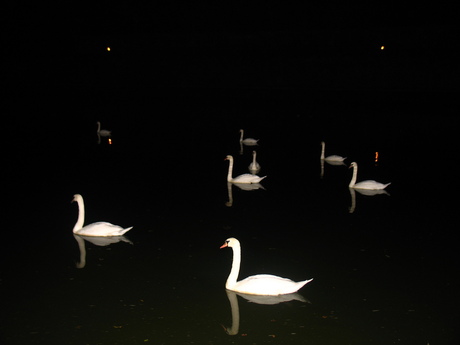 Reflection of the swans