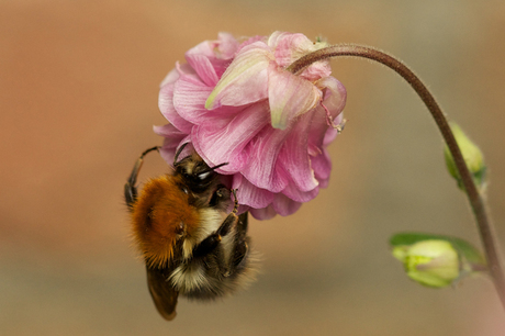 steenhommel