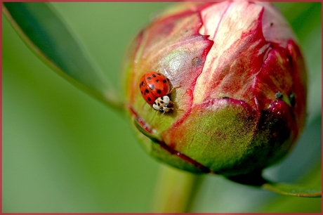 Harlekijnlieveheersbeestje