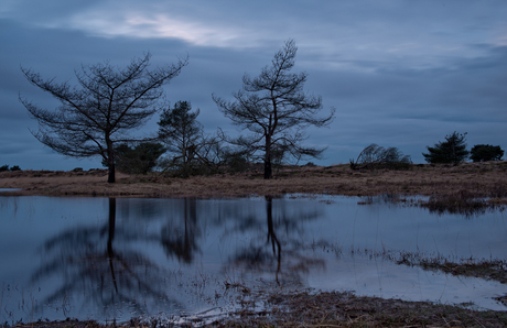 Kalmthoutseheide