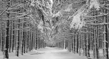 Winter in Ardennen