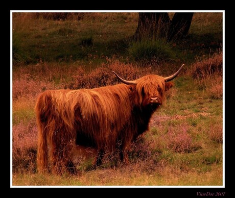 Rood haar