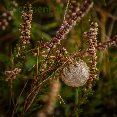 161105 Heide Maashorst-4206