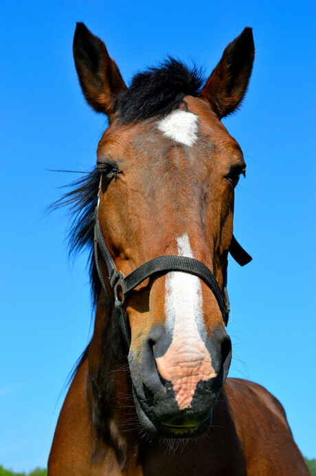 paard