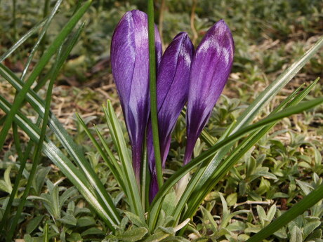 Crocus