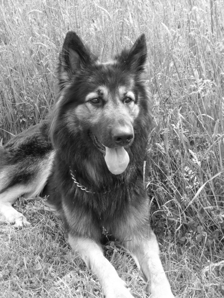 Shadow in het gras