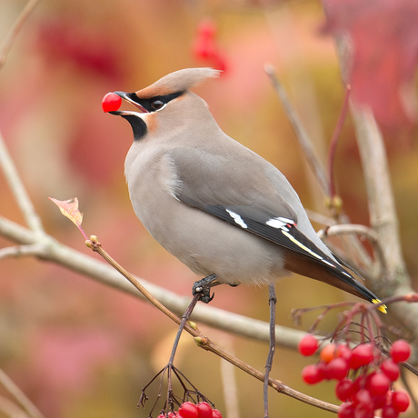 Pestvogel