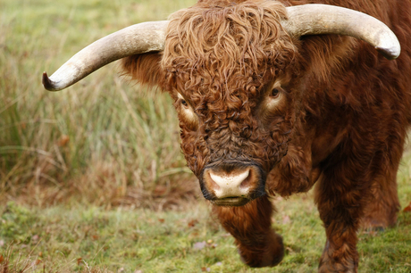 Highland Cow 1 in NP Veluwezoom