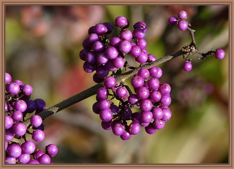 Herfstbesjes calicarpa