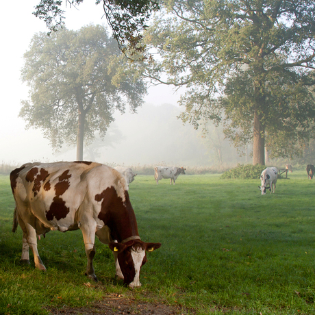 Het goeie-koeienleven in Brabant (verbeterde versie)