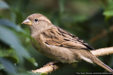 City bird