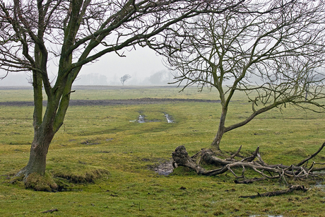 Bomen