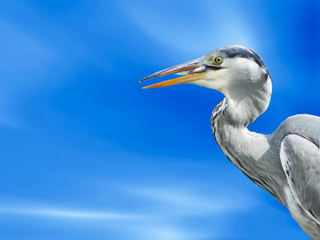 reiger met vis.jpg