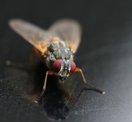 Vlieg op mijn Audi A4