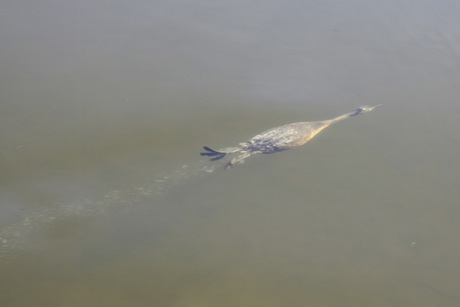 fuut die voor torpedo speelt